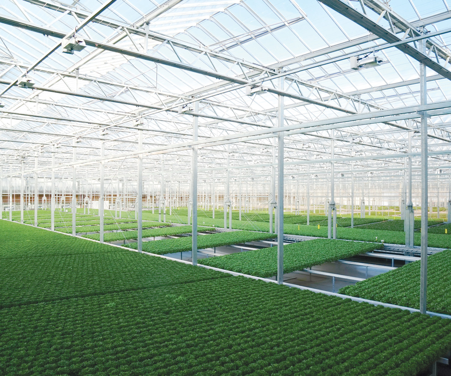 Gotham Greens opens second greenhouse in rapidly redeveloping