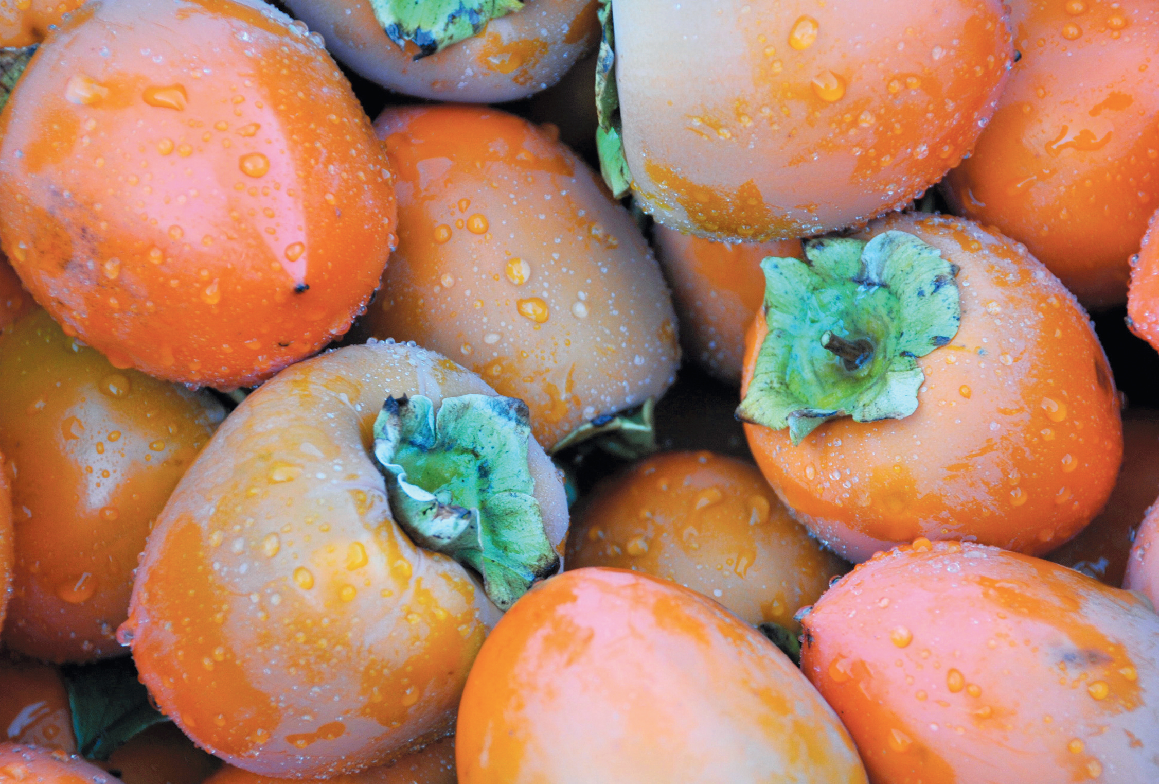 All About Persimmons and Persimmon Varieties