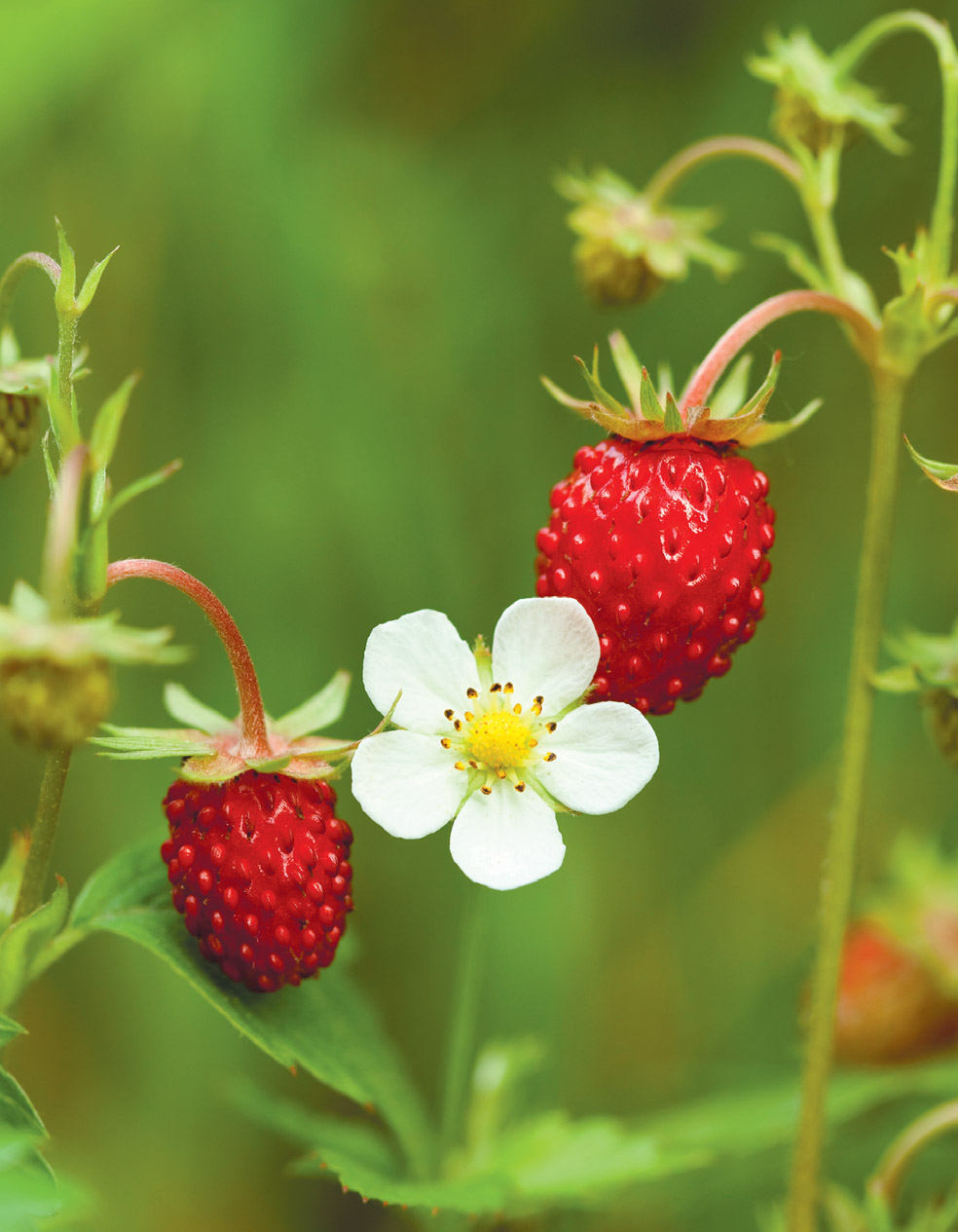 Strawberry Moon Thanksgiving Edible Rhody