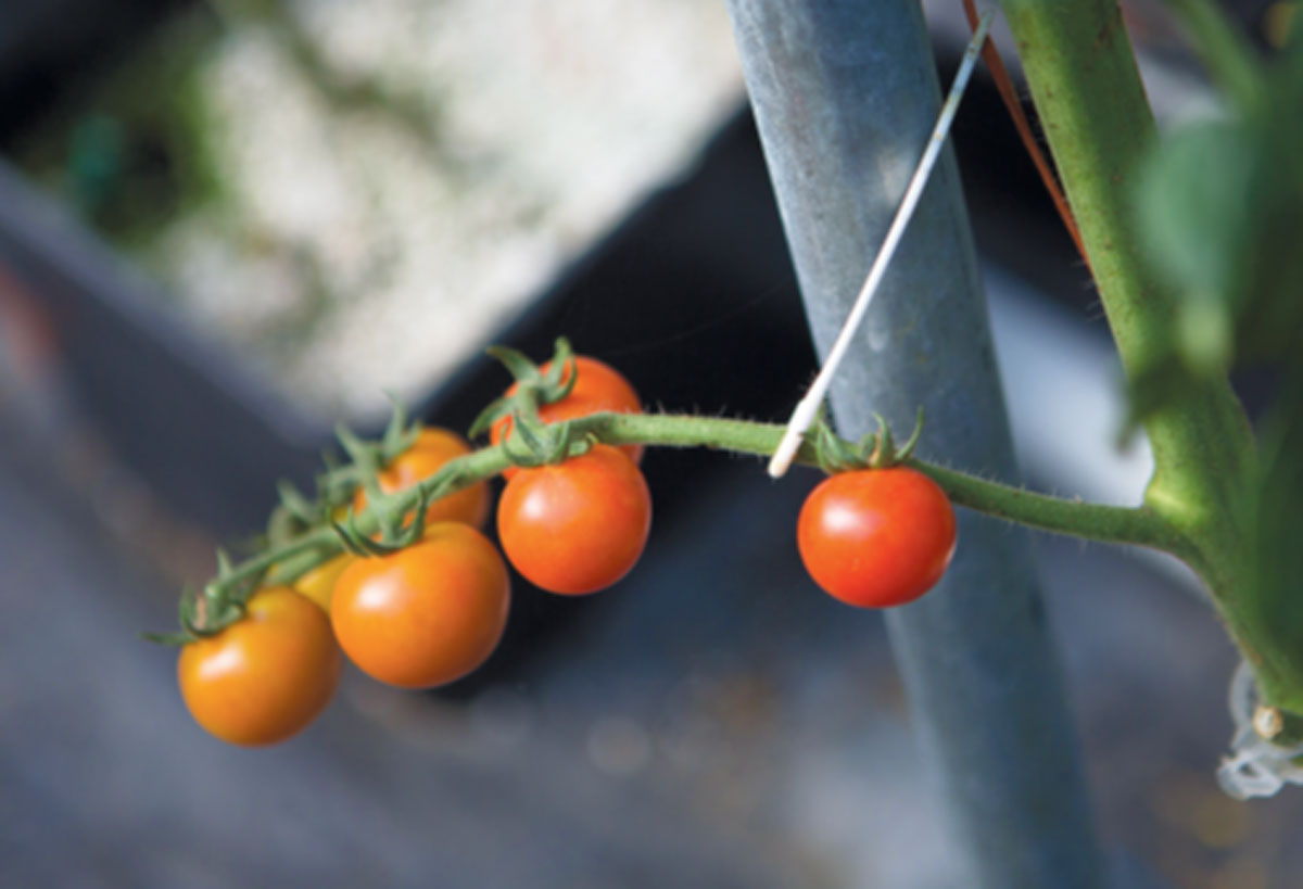 Tomato vines in the greenhouse in winter