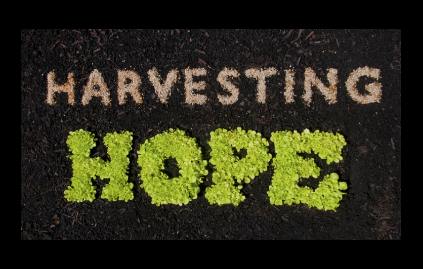 Harvesting Hope