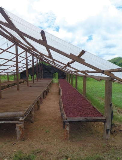 Drying cacao in Peru