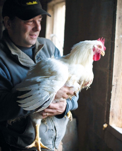 Baffoni's Poultry Farm's Baffoni Holds Cornish Roaster