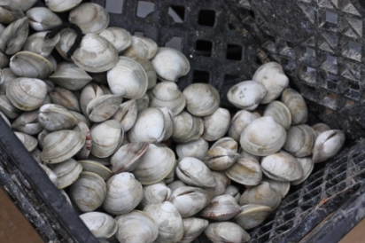 Clams from the Rhode Island coast