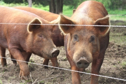 Pigs at Round the Bend Farm