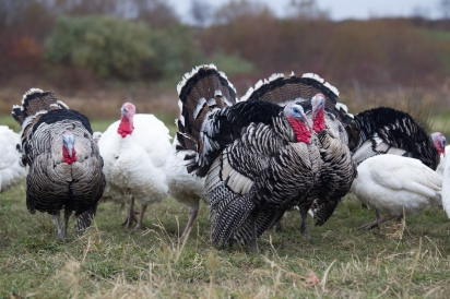 Narragansett heritage turkeys