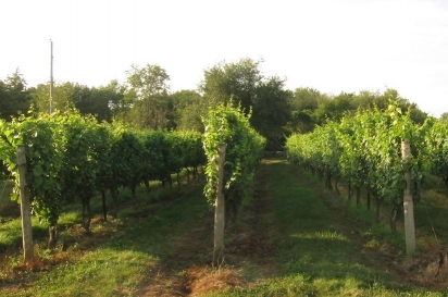 Vines at Jonathan Edwards Vineyards