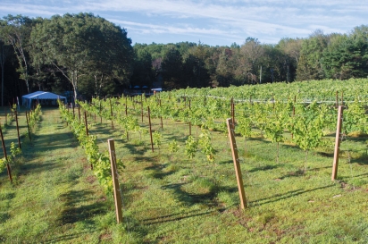Vines at Nickle Creek Vineyards