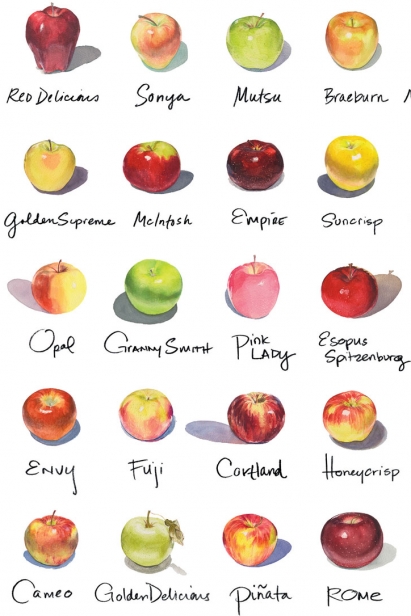 Apples illustration by Michael Lyons