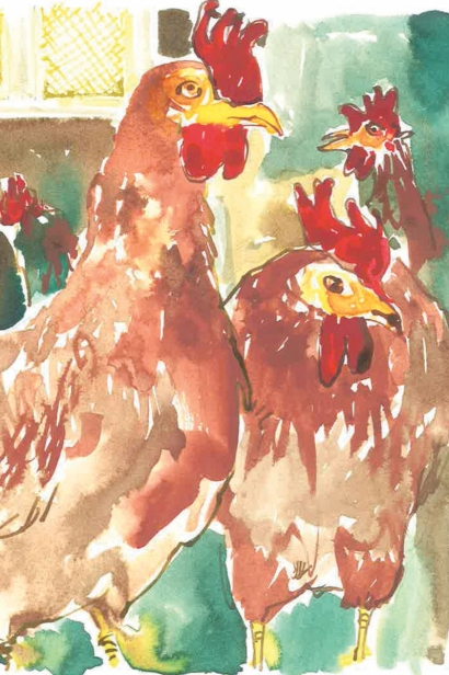 Chickens Illustratio by Jim Bush