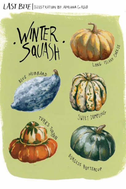 Winter Squash Illustration by Adriana Gallo