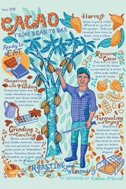 Cacao from Bean to Bar Illustration by Jessica McGuirl