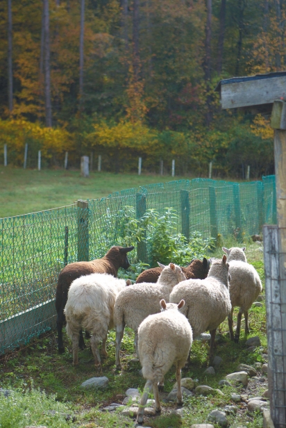 Sheep at Pine View Farm