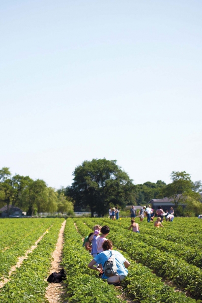 Picking strawberries at Quonset View Farm