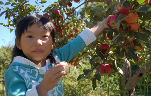 Girl Picking Apples