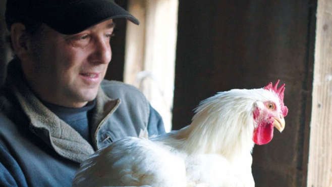 Baffoni's Poultry Farm's Baffoni Holds Cornish Roaster
