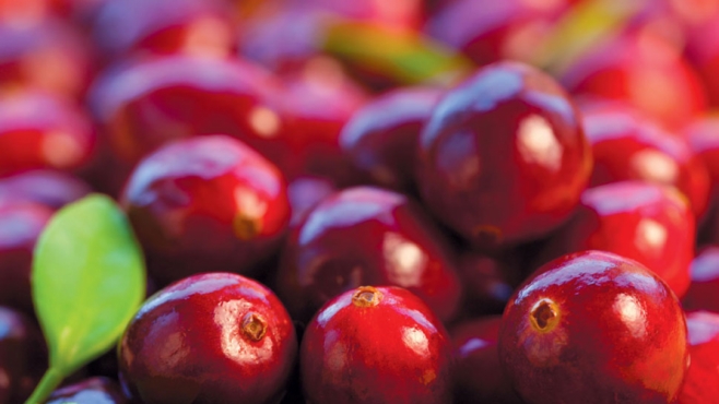 fresh cranberries from the bog