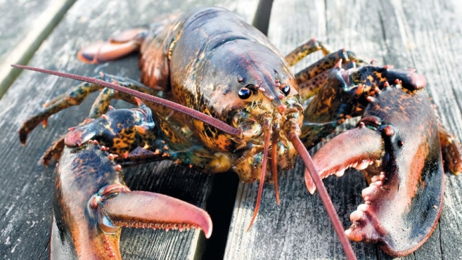 Narragansett Bay Lobsters