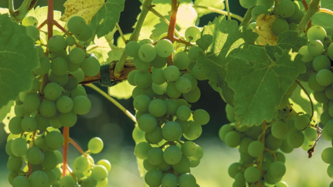 Wine grapes at Nickle Creek Vineyards
