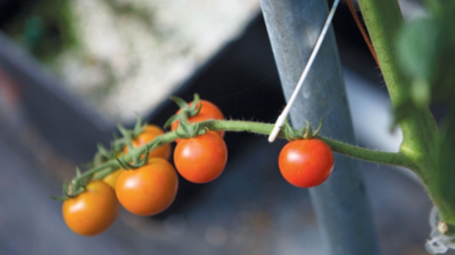 Tomato vines in the greenhouse in winter
