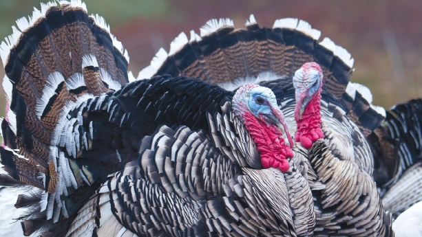Narragansett Turkeys