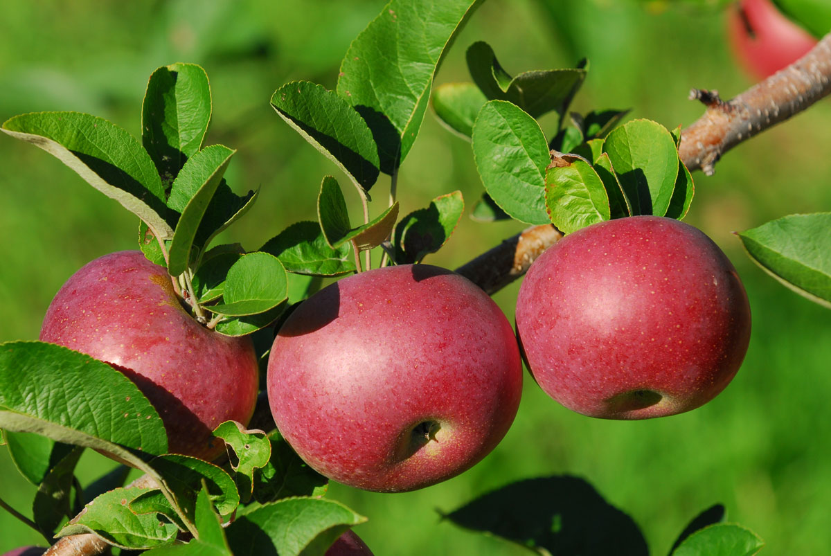 Apples on tree