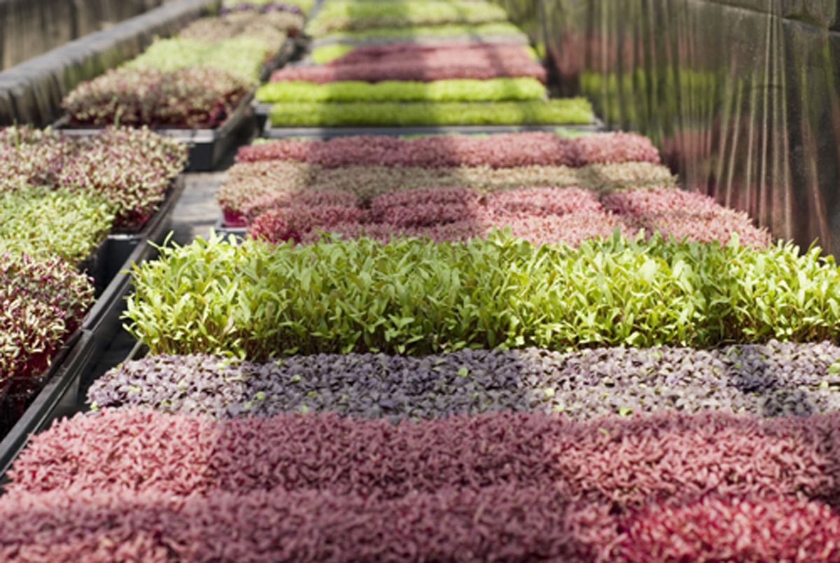 Microgreens at Farming Turtles in Exeter, RI