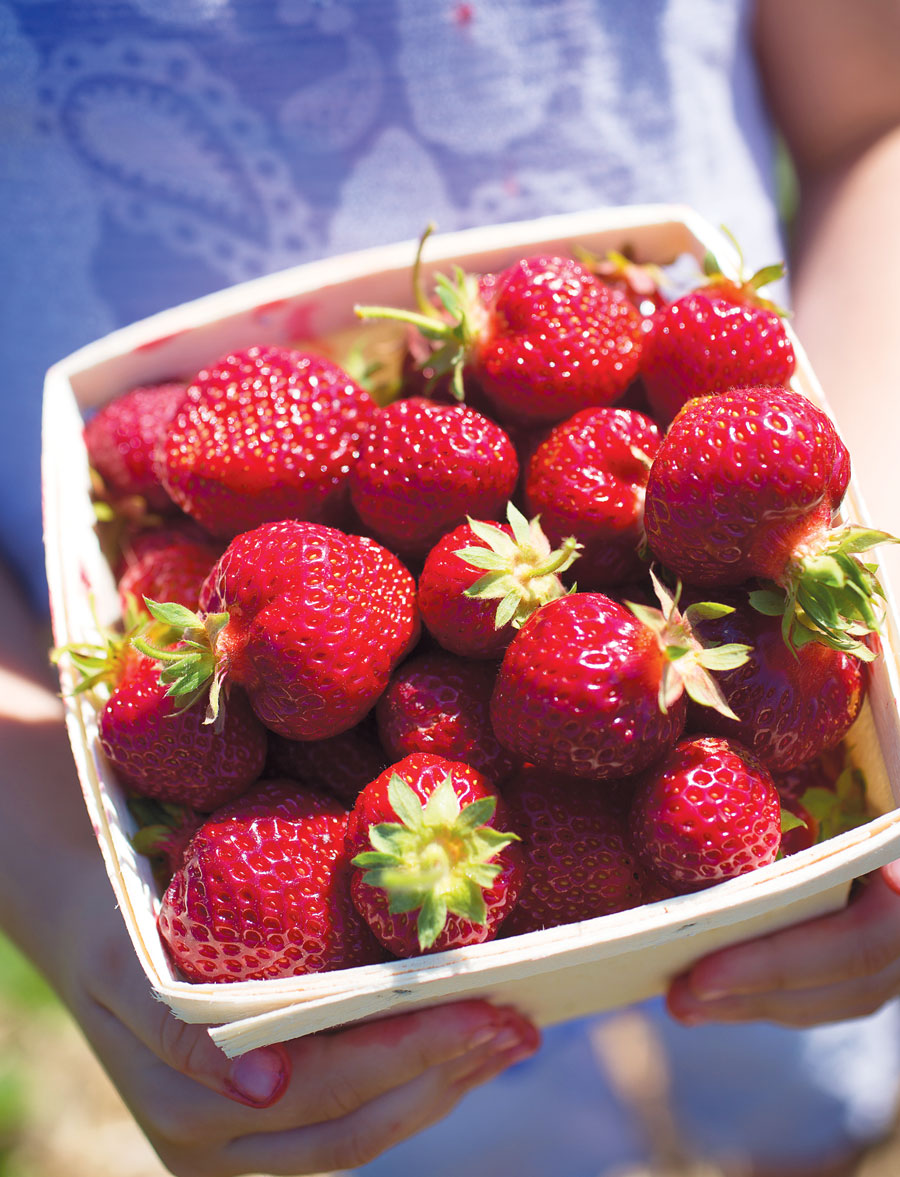 Freshly picked strawberries
