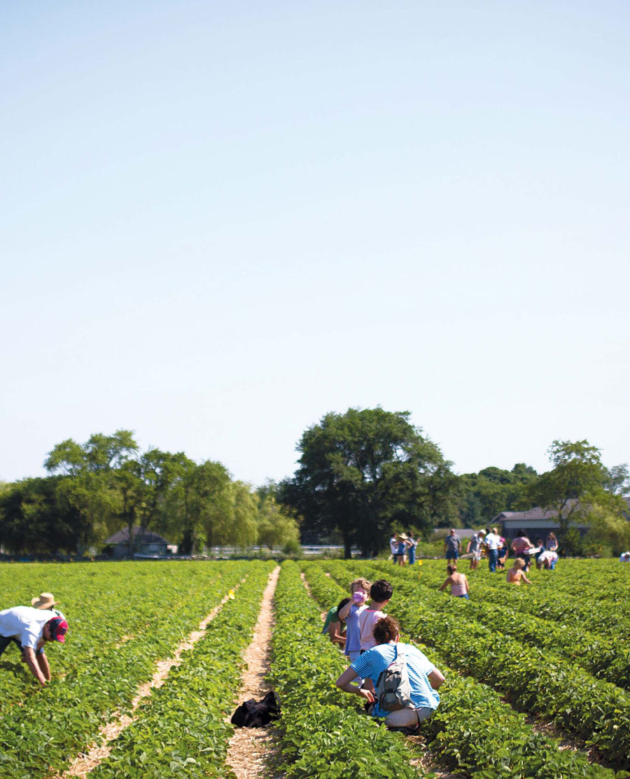 Picking strawberries at Quonset View Farm