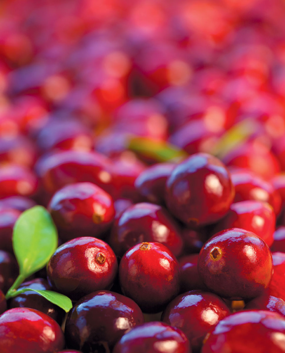 fresh cranberries from the bog