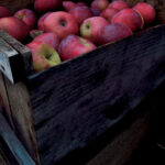 2023FallFarmersMarket.jpg