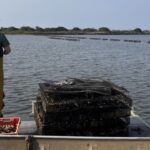 Behan Family Farm oyster cages at Ninigret Pond.