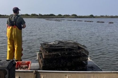 Behan Family Farm oyster cages at Ninigret Pond.